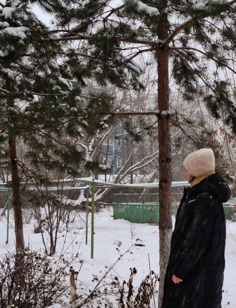 Жителям этого двора повезло, они могут украсить живую ёлку, да не одну.