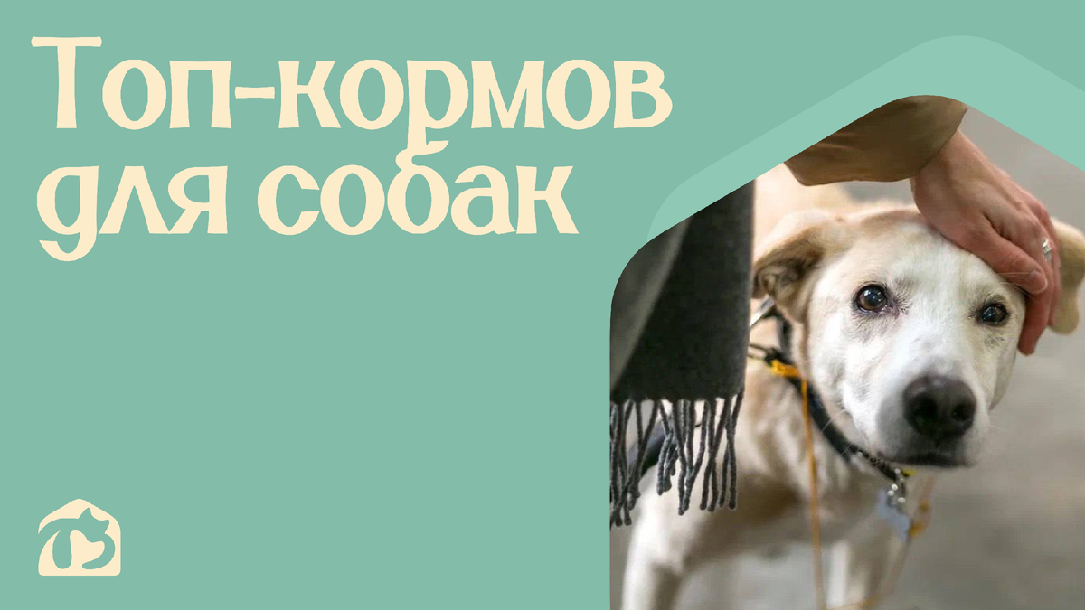 Топ-кормов для собак 