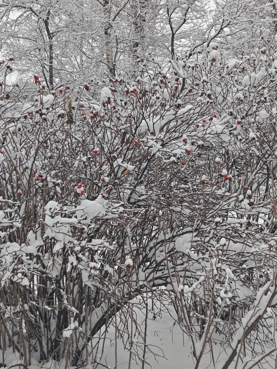 Заметает зима.