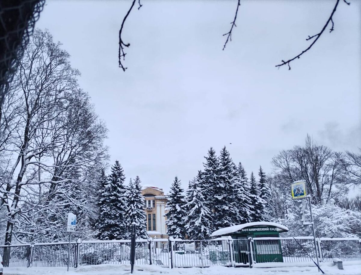 Ботанический сад. Декабрь 2024. Фото автора.