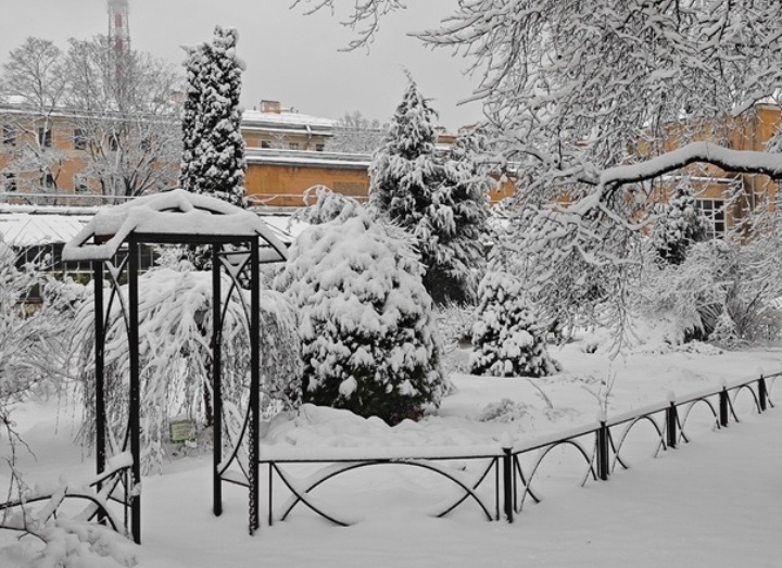 Ботанический сад. Первый снег 2024. Фото из открытых источников.