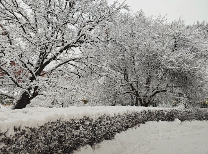 Ботанический сад. Первый снег 2024. Фото из открытых источников.