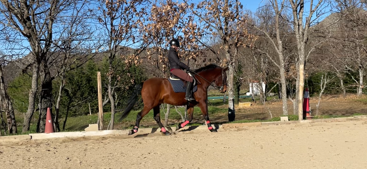 Именно верховая езда помогла мне существенно улучшить спину при сколеозе поясничного отдела. Зажатость еще чувствуется, но стало несравнимо лучше. И больше не болит