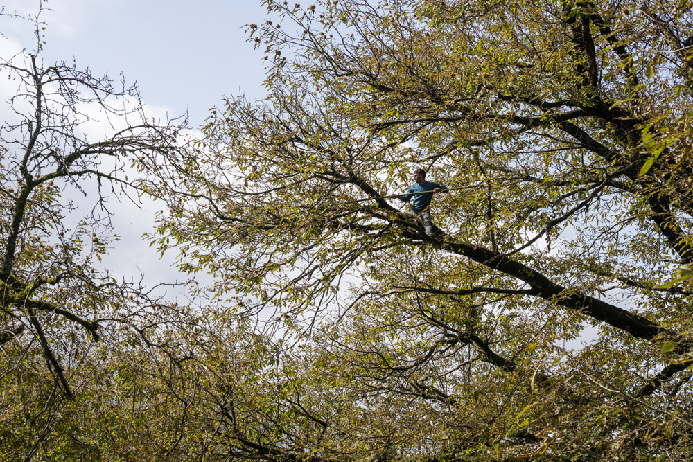 Асиман Мамедов на сборе каштанов в селе Тарихляр