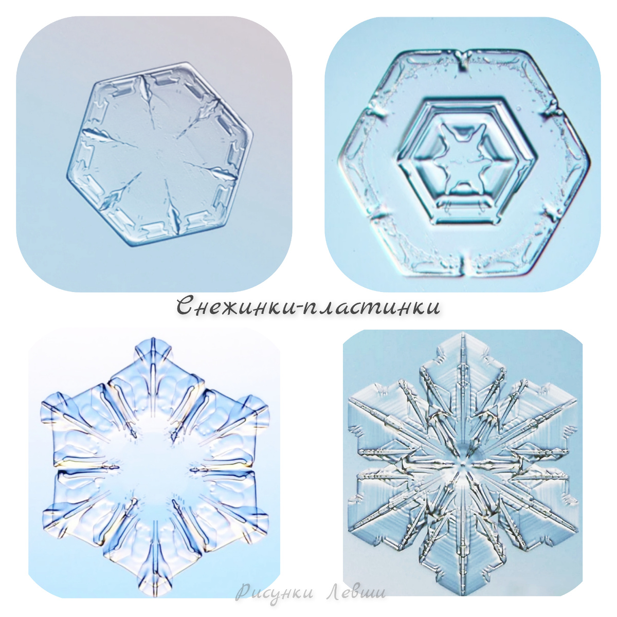 Коллаж автора. Фото Яндекс картинки 