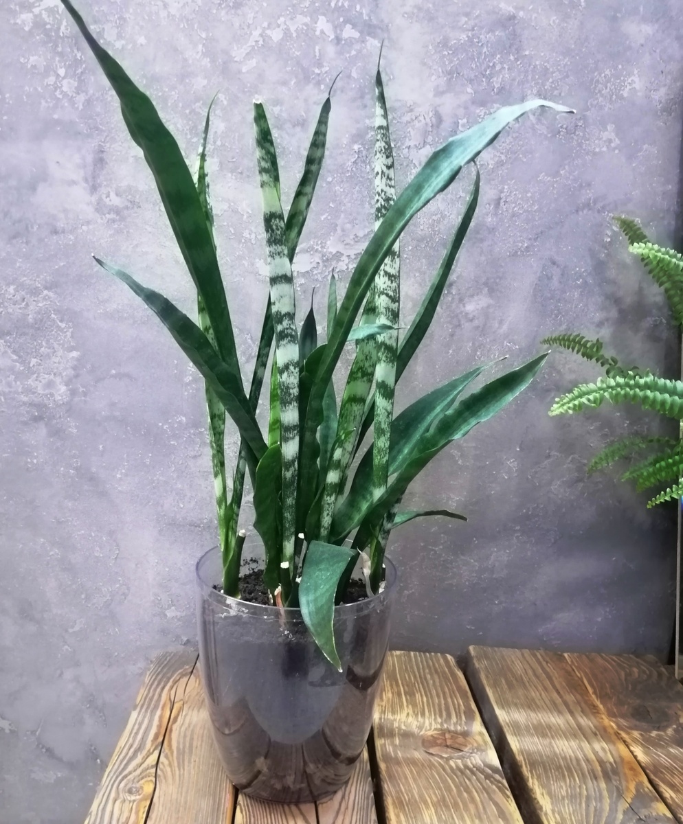 Акриловый прозрачный горшок с сансевиерией