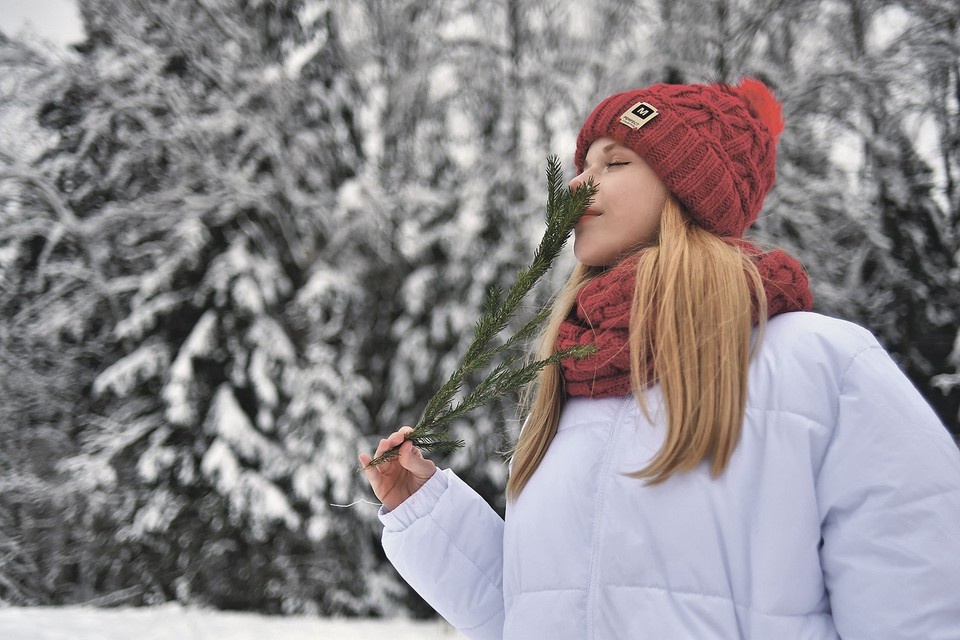    Откуда ёлки растут Иван МАКЕЕВ