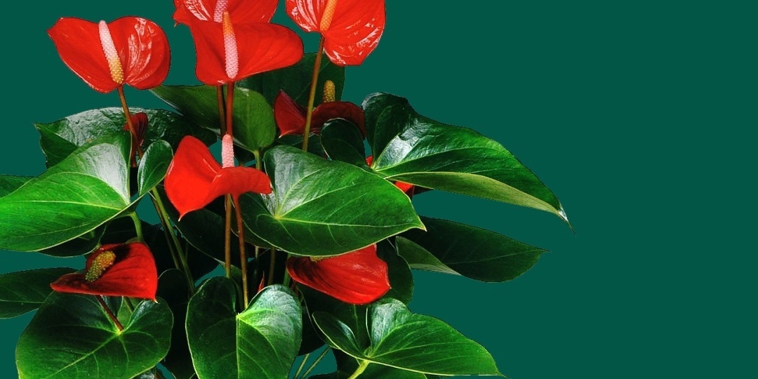 КОМНАТНЫЕ РАСТЕНИЯ В НОВОГОДНЕМ ДЕКОРЕ