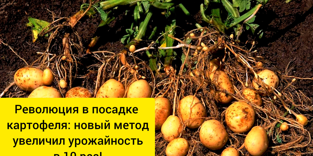 Новый способ посадки картофеля показал невероятные результаты – 150 ведер против скромных 15 ведер старого метода!