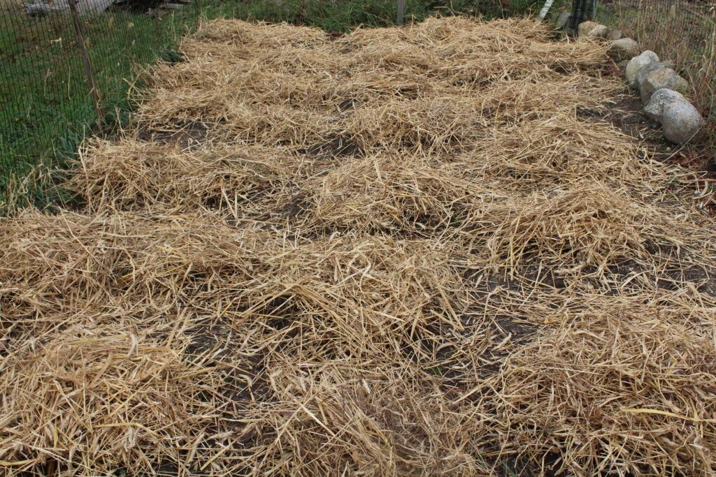 Можно упростить, и просто высадить под солому картофель