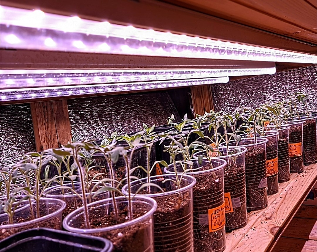 Фото моей рассады под фитолампами, март 2024 г.