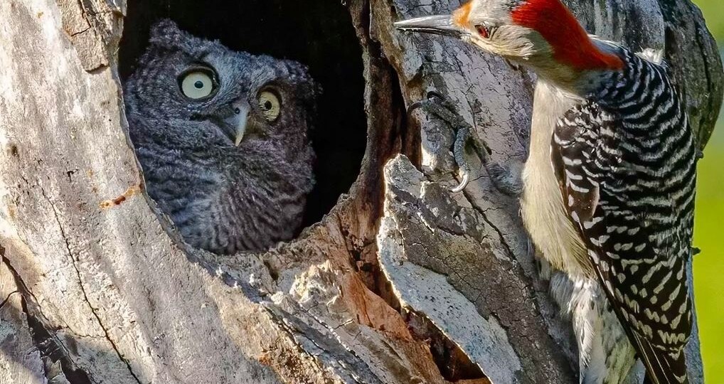 10 фотографий для тренировки остроумия