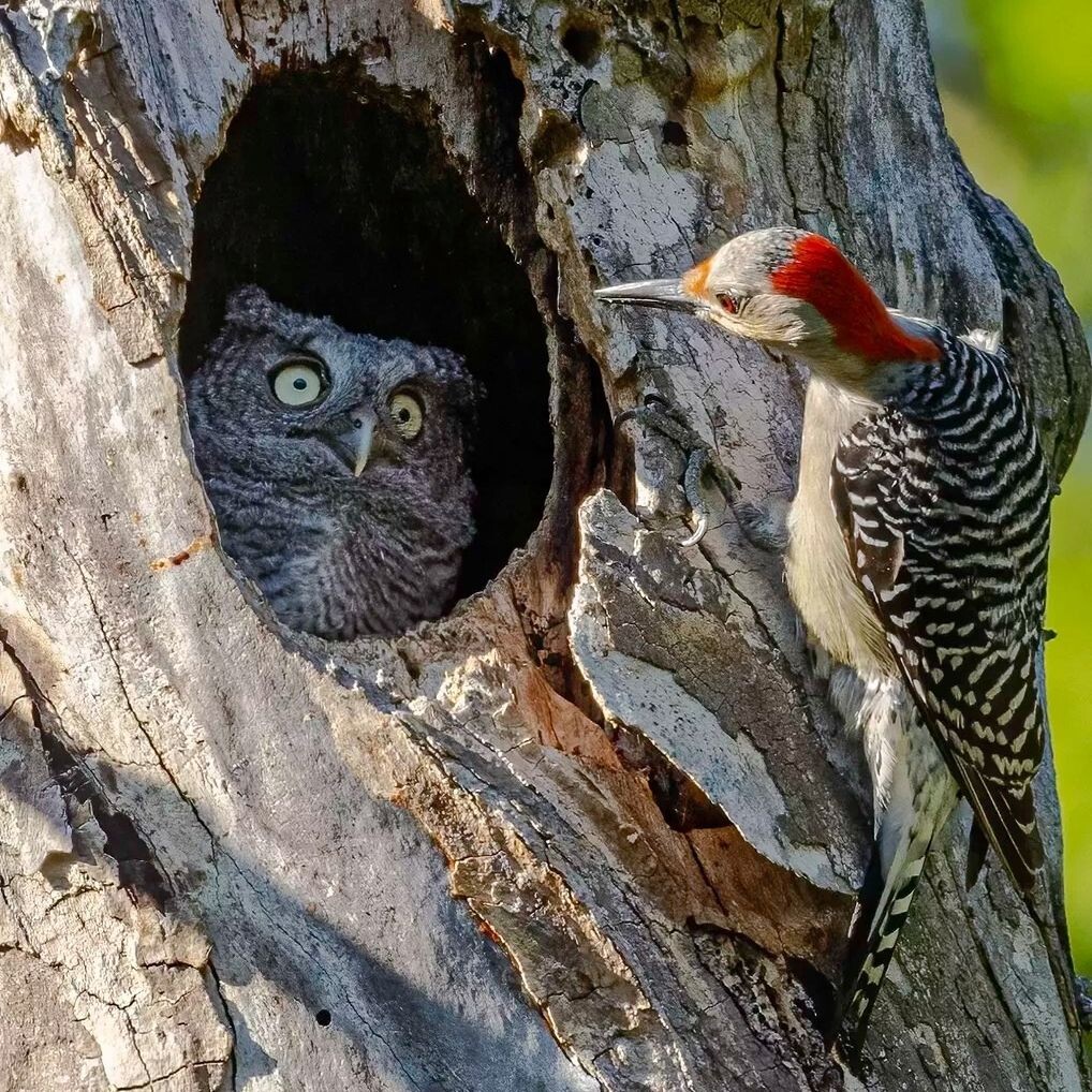 1. Randy P. Herman / comedywildlifephoto.com Рэнди Герман из США