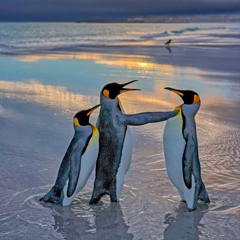 2. Andy Rouse / comedywildlifephoto.com  Энди Рауз из Британии