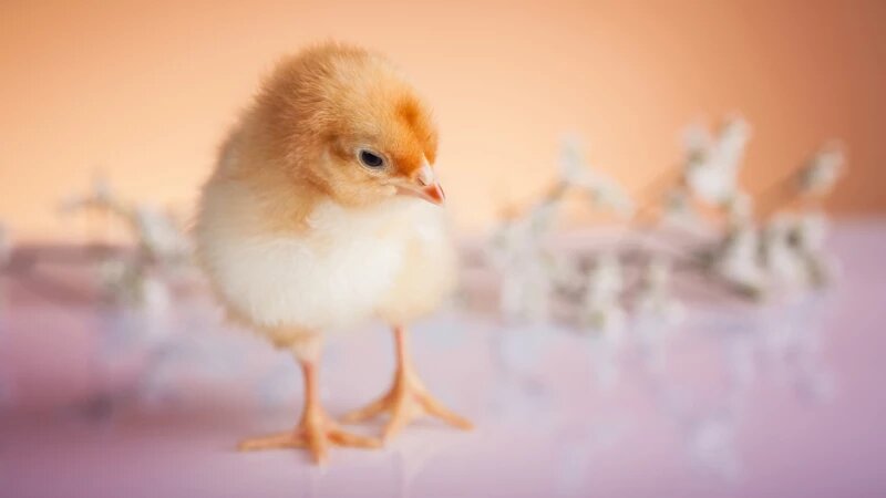     Цыпленок на птицефабрике. Фото: frepik.com, автор freepik.