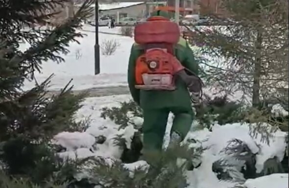    Кадр из видеоролика в ТГ-канале "Зеленый Новосибирск"