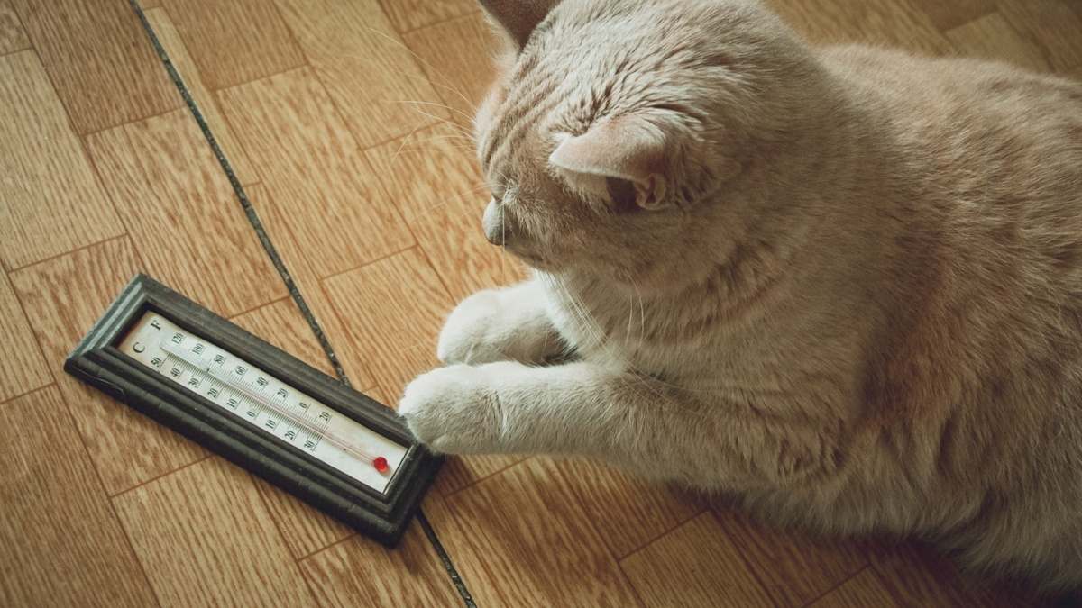     Источник: 1MI