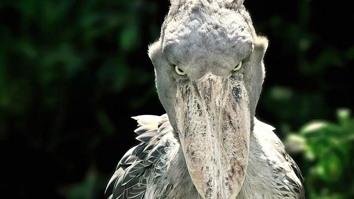 Клюв Китоглава очень огромен.
