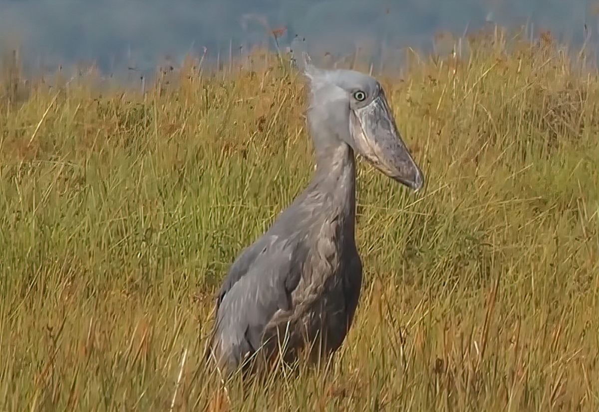 Китоглав в своей естественной среде обитания!