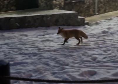     ​Красноярцы встретили дикую лисицу на Восточном входе «Столбов»