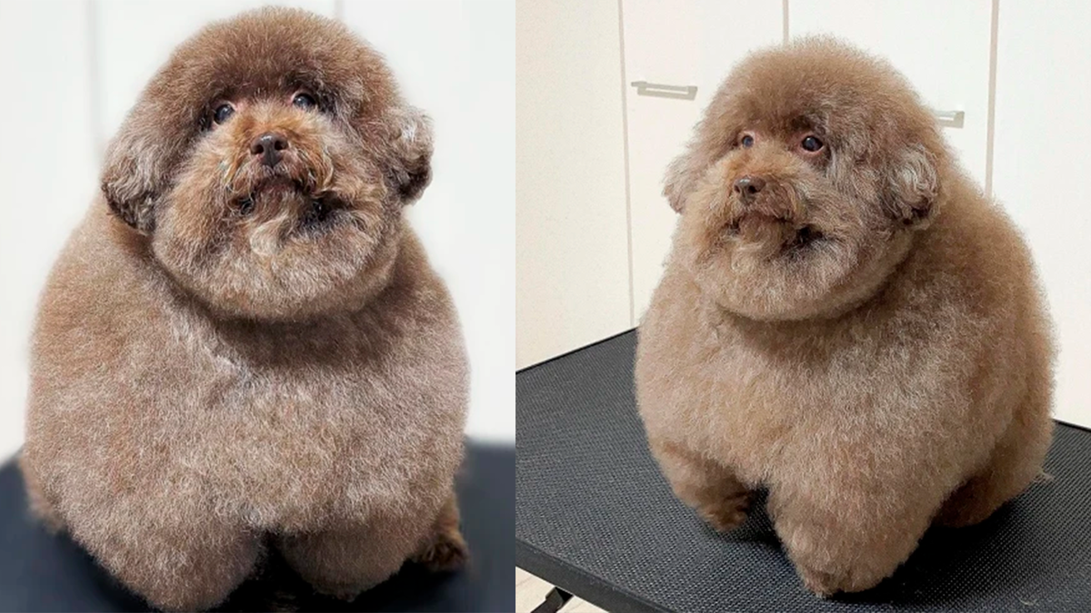    Моху выглядит как шарик