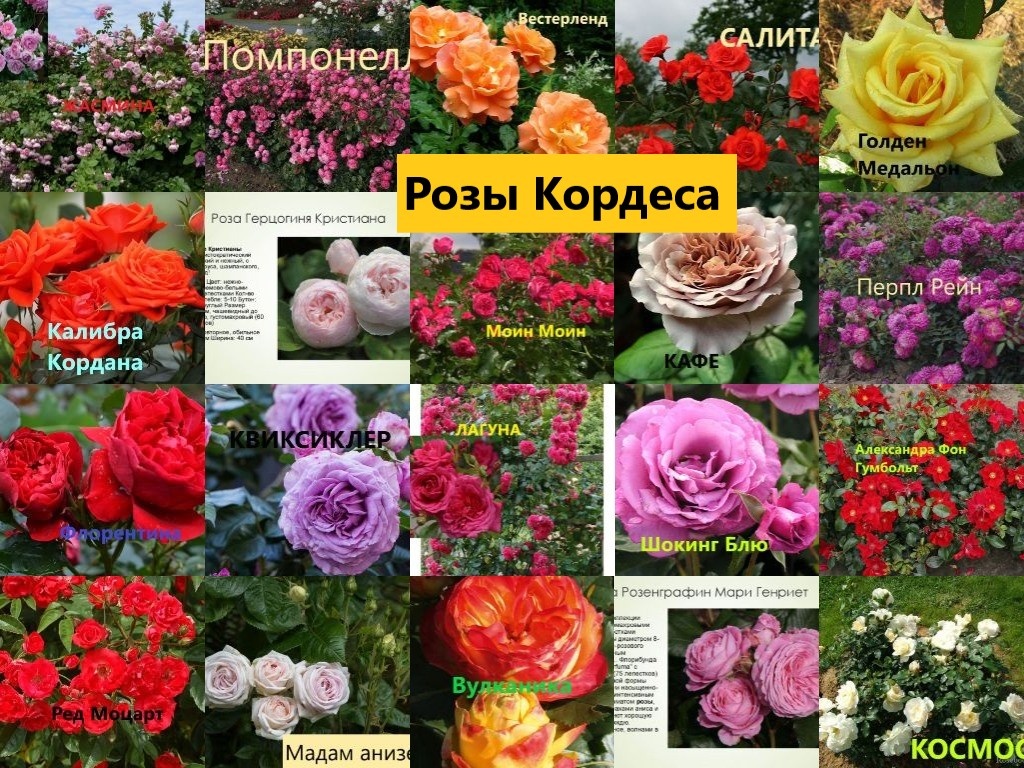 Фотоколлаж роз Кордеса.
