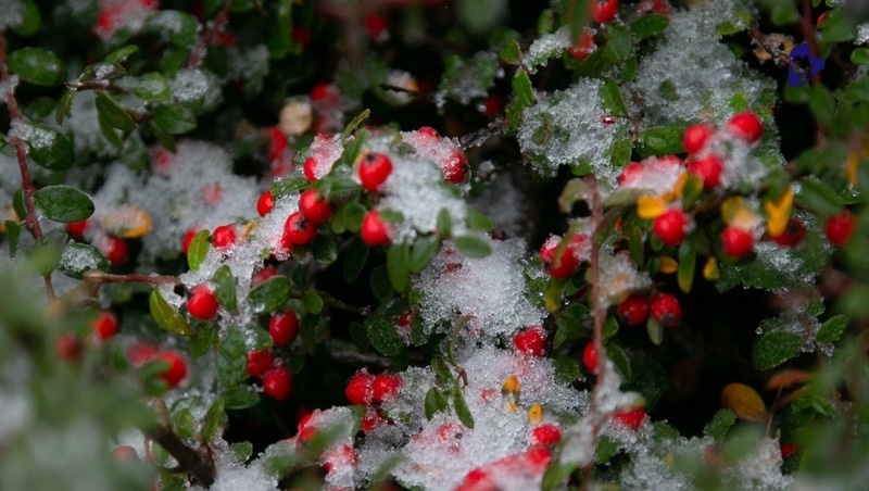     Фото: Валерия Алтухова / / ИА «Победа»