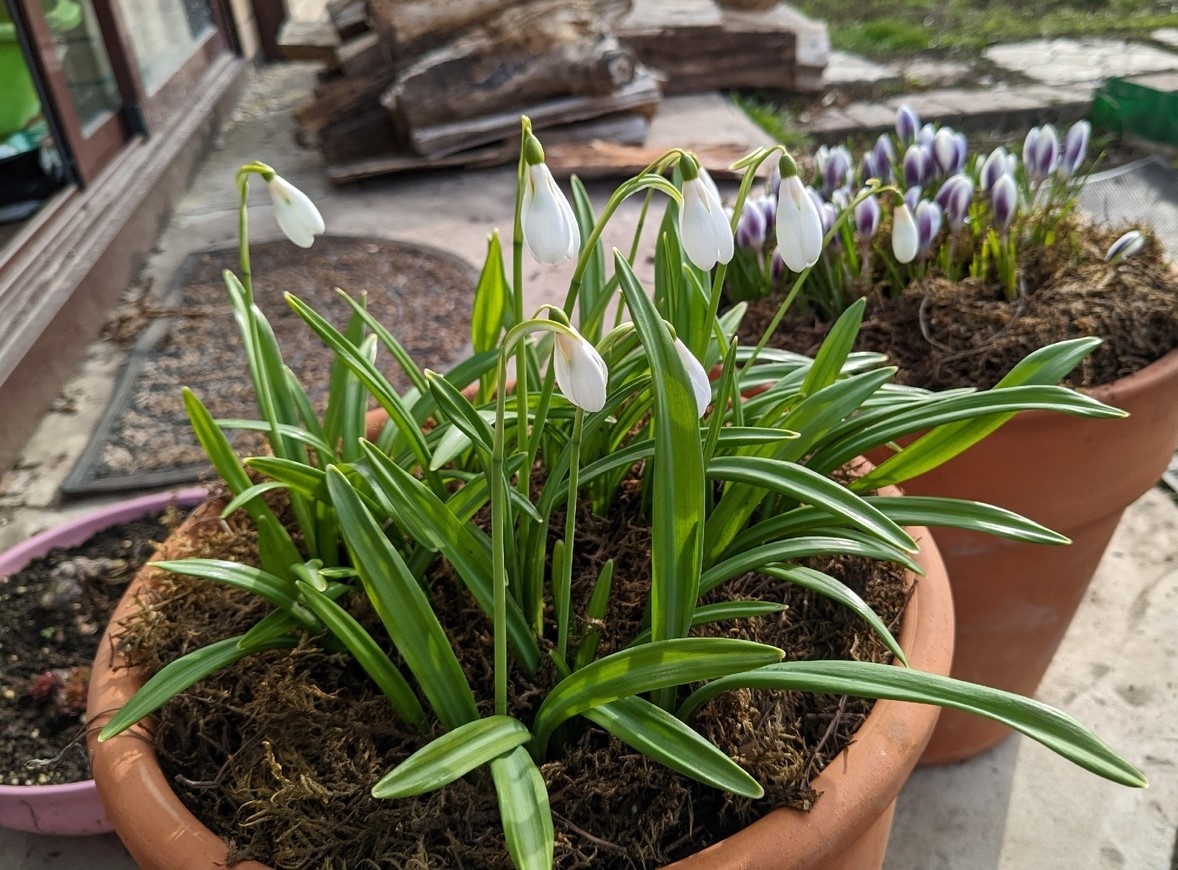 Начало апреля, а контейнерный сад уже не пустой: галантусы и крокусы