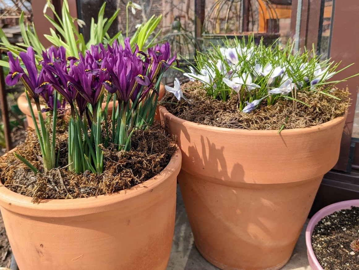 Апрель на крыльце продолжается: крокусы отцветают, ирисы сетчатые зацветают