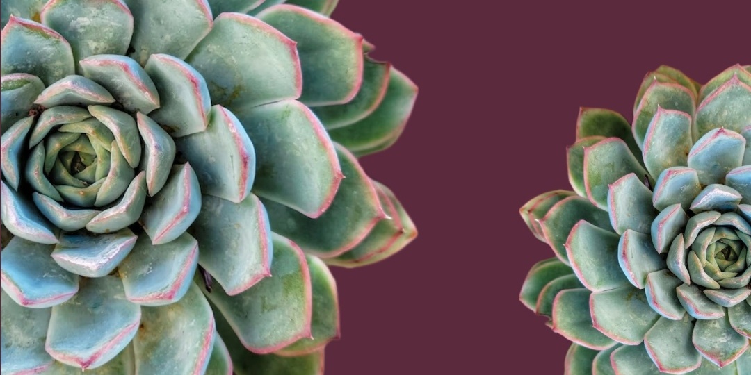 ЭХЕВЕРИЯ В НОВОГОДНЕМ ДЕКОРЕ