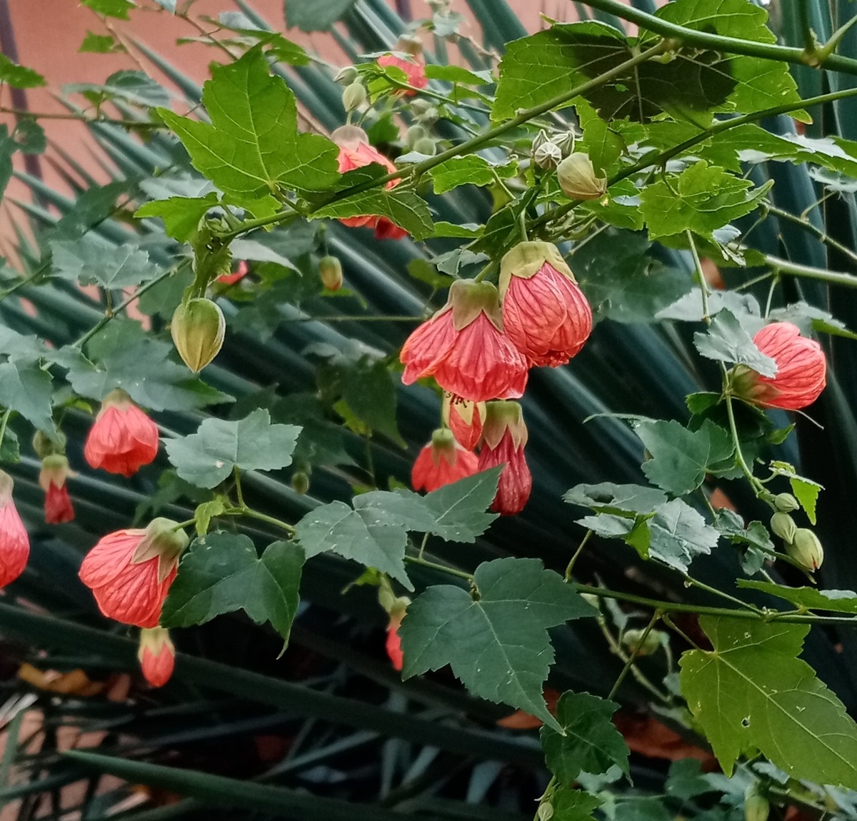 Абутилон выращивается практически в любых местах: в домашних условиях, садах, оранжереях 