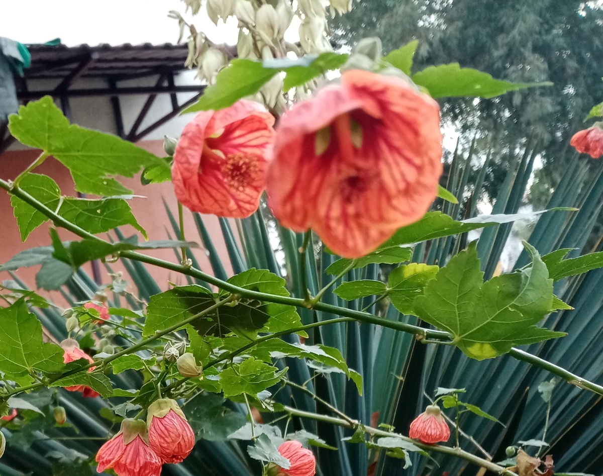 Форма бутонов абутилона похожа на колокольчики.