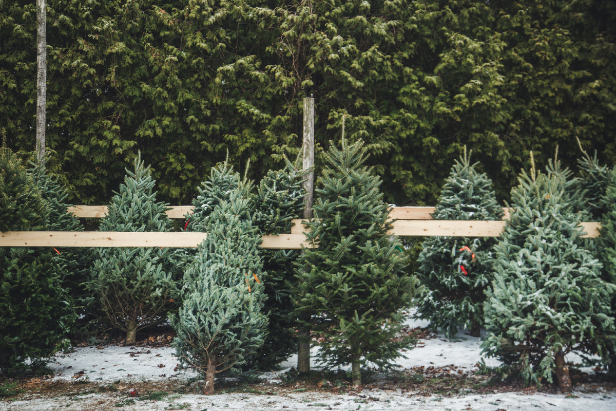 Photo by <a href="https://www.shopify.com/stock-photos/@matthew_henry?utm_campaign=photo_credit&amp;utm_content=Free+Christmas+Pines+For+Sale+Photo+%E2%80%94+High+Res+Pictures&amp;utm_medium=referral&amp;utm_source=credit">Matthew Henry</a> from <a href="https://www.shopify.com/stock-photos/tree?utm_campaign=photo_credit&amp;utm_content=Free+Christmas+Pines+For+Sale+Photo+%E2%80%94+High+Res+Pictures&amp;utm_medium=referral&amp;utm_source=credit">Burst</a>