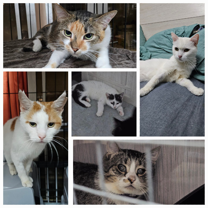 Заболевшие ФИП