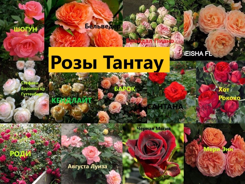 Фотоколлаж роз Тантау из моей коллекции.