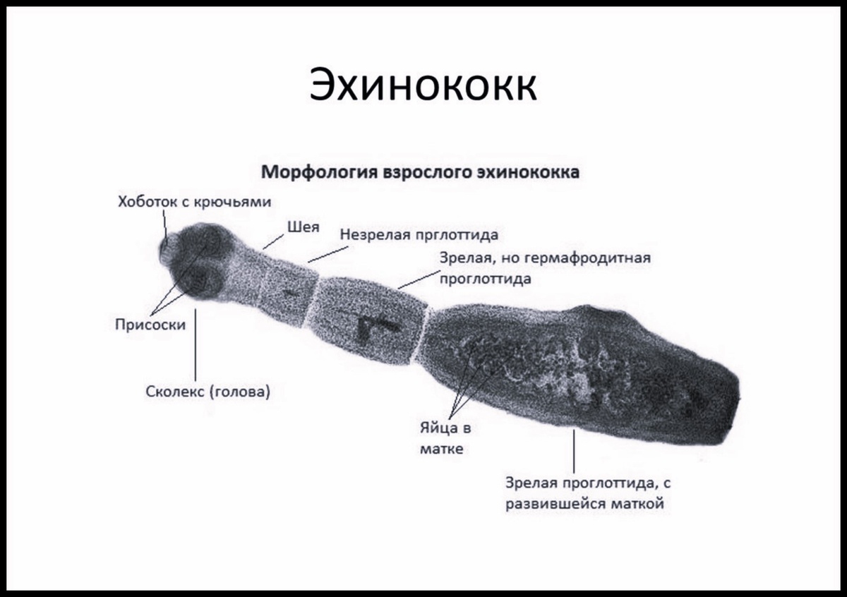 Как выглядят кошачьи глисты