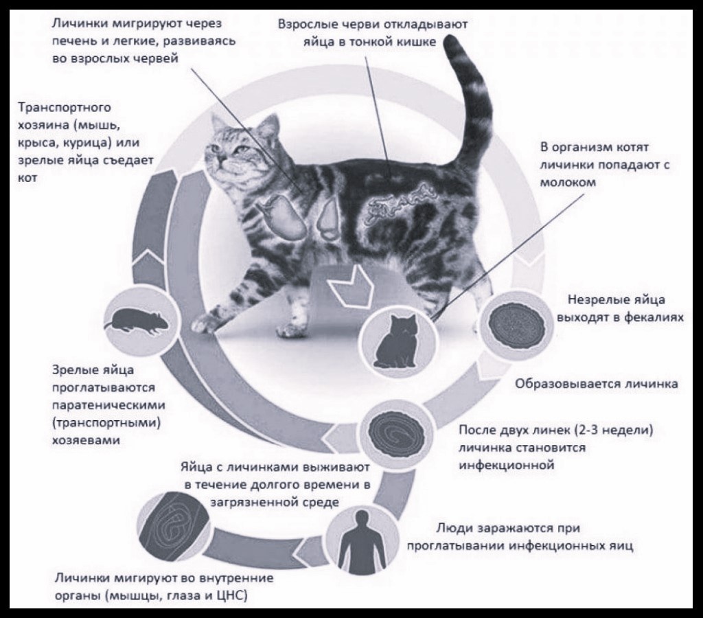 Как кошачьи глисты передаются человеку (эхинококкоз)