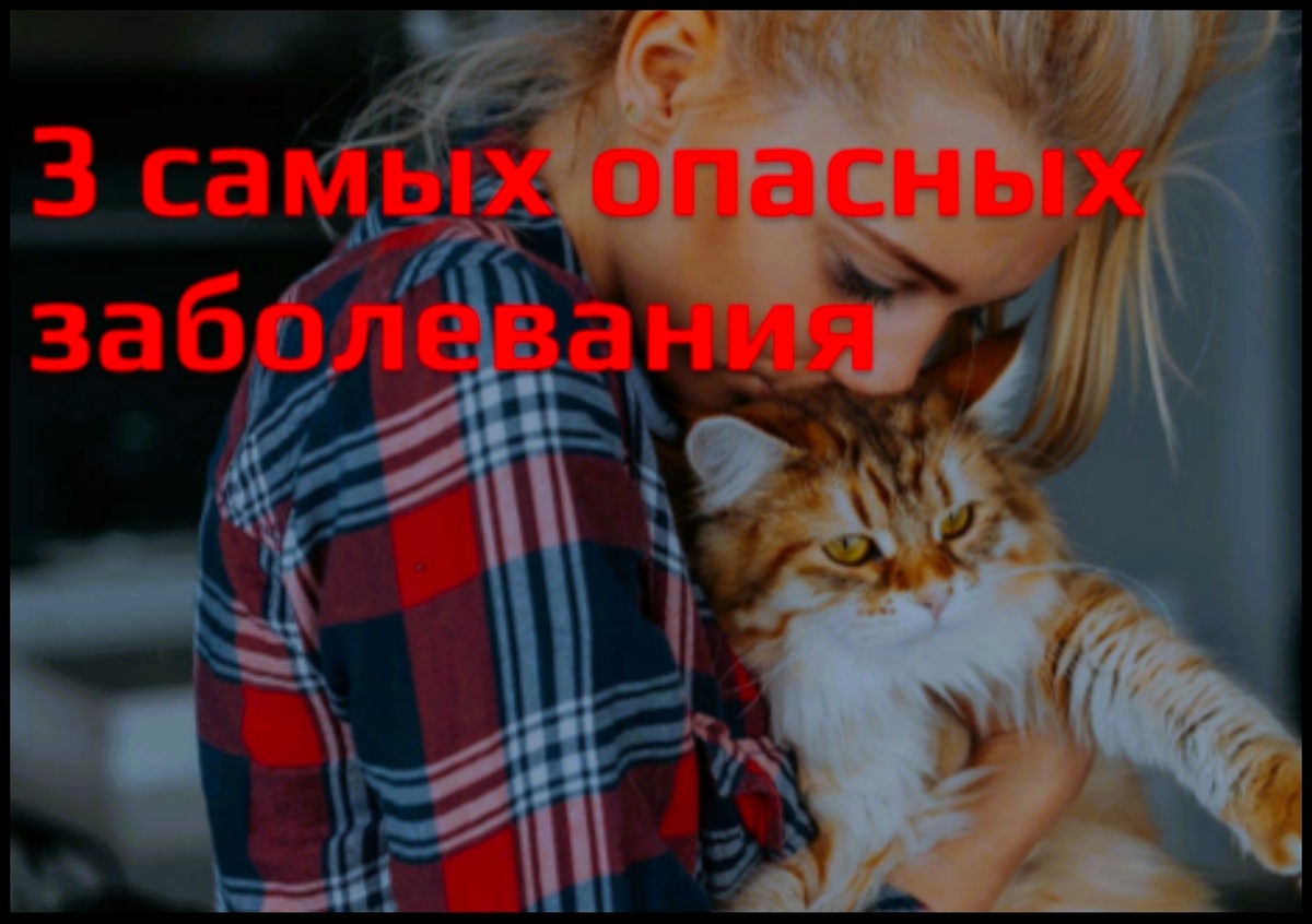 Чем можно заразиться от домашней кошки