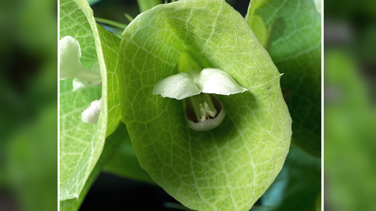 В конце своего цветения молюцелла меняет свой цвет на оттенки бледно-бежевого.