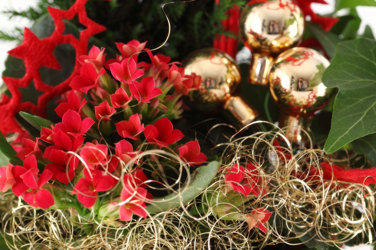     Зимний уход за каланхоэ Блоссфельда: сохраняем красоту и здоровье растения