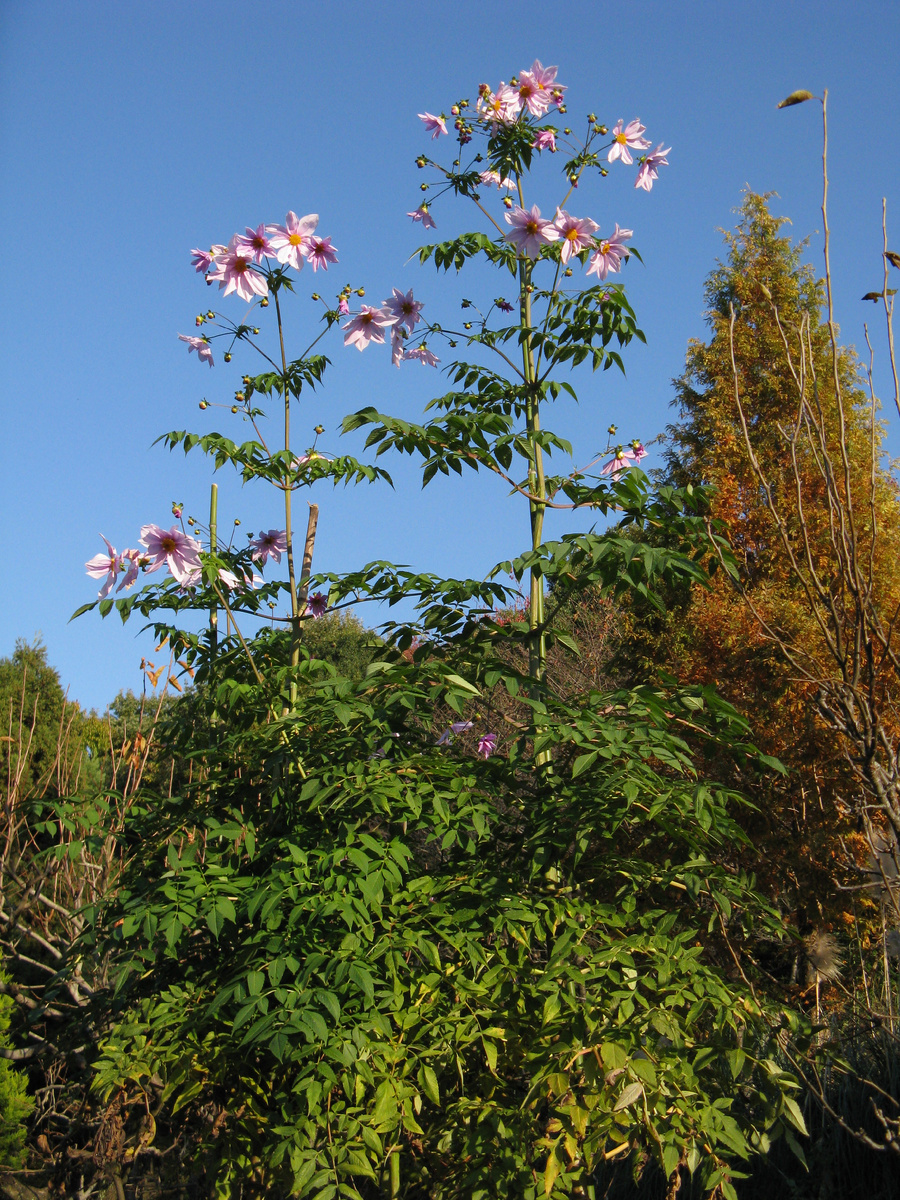Dahlia imperialis