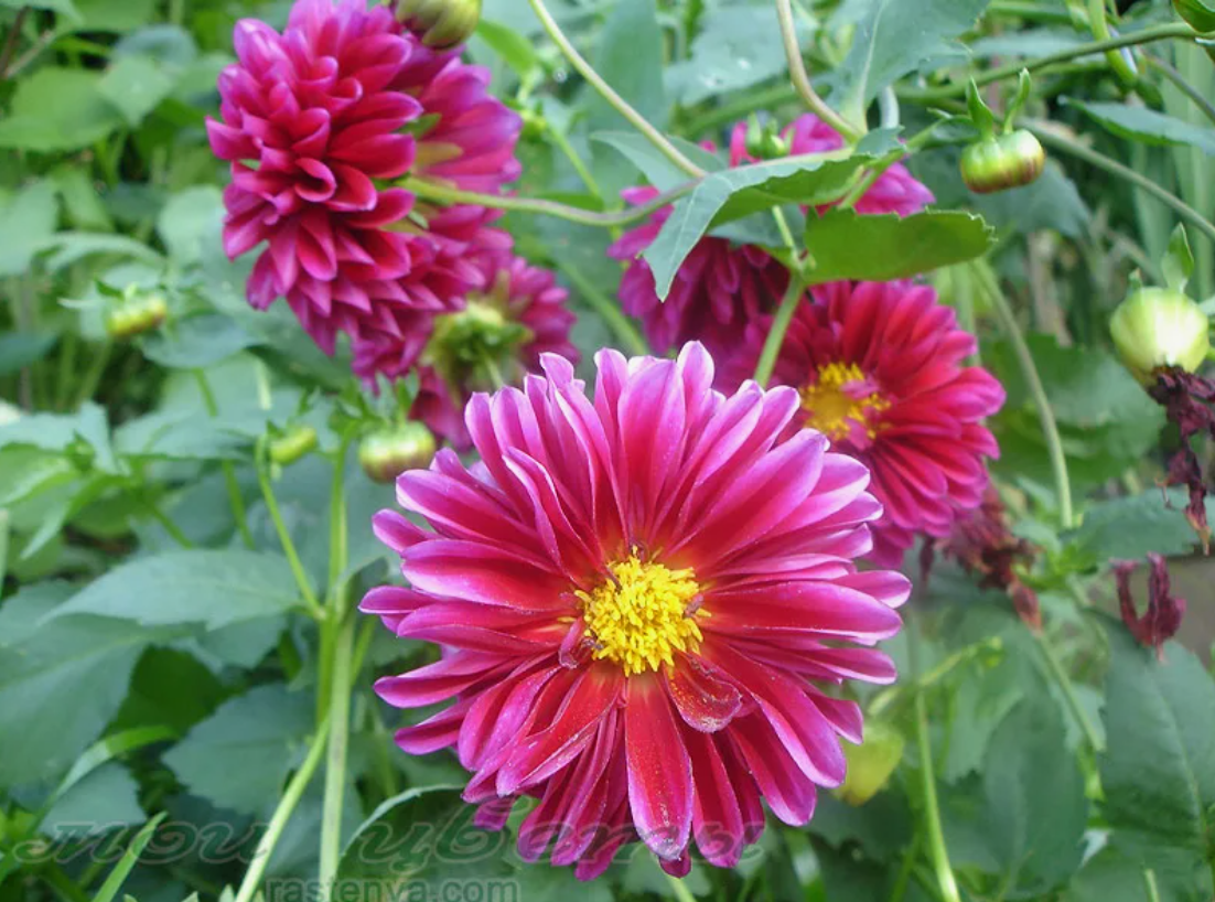 Dahlia variabilis