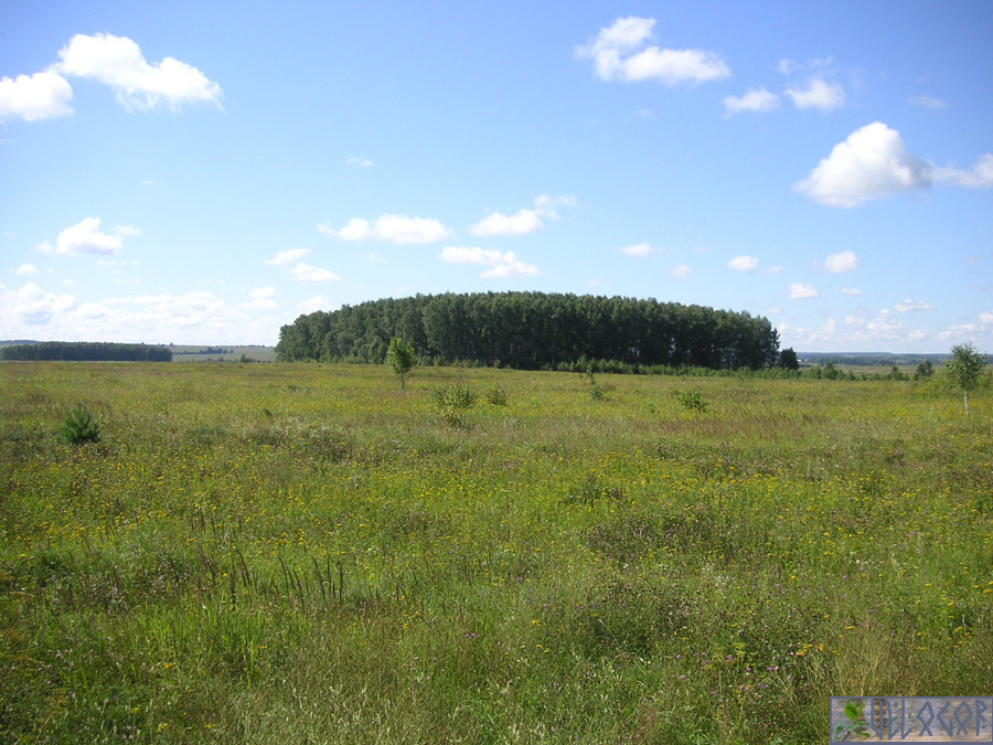 Острова леса