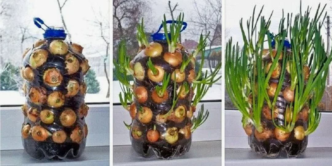 Пятилитровые бутылки никогда не выкидываю: всегда пригождаются в быту