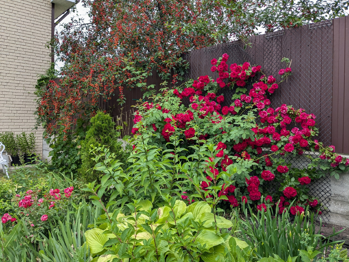 Плетистая роза Flammentanz