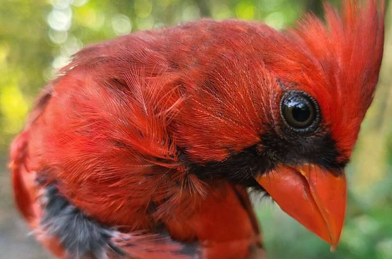 Крупный план самца северного кардинала. Фото: Florida Atlantic University