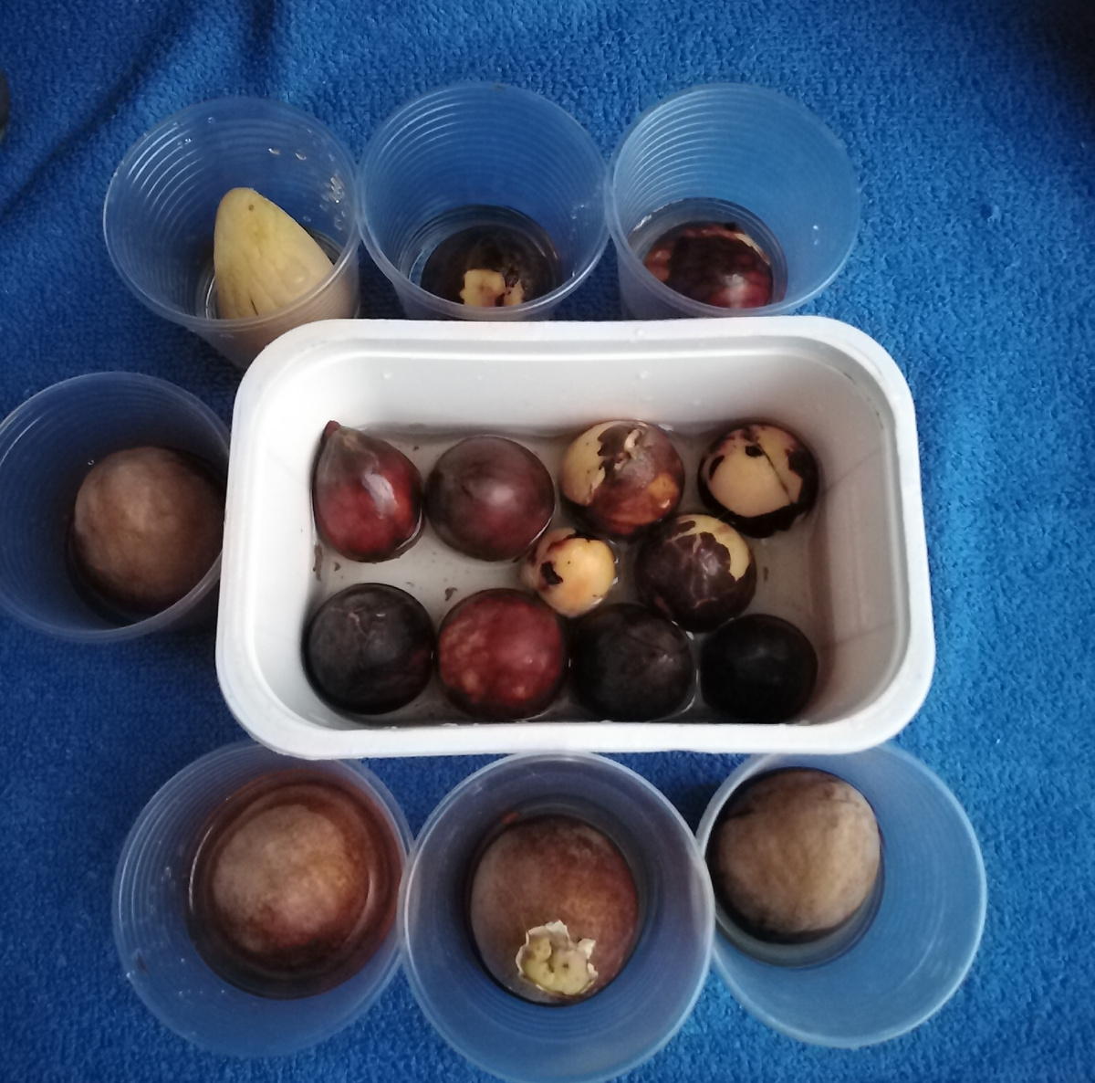 Буду ждать корешков и растрескивания плодов. Правда 2 уже можно сажать... Но не буду спешить.