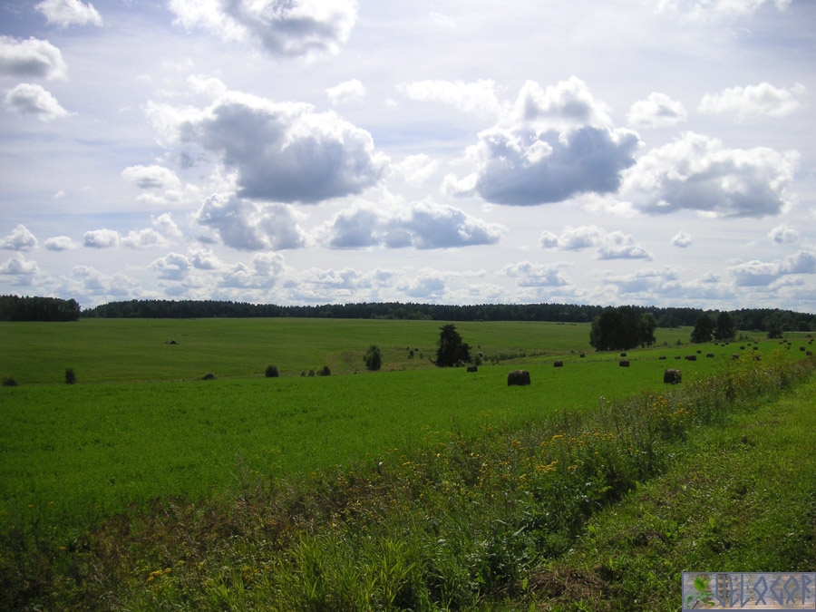 Поля вдоль дороги
