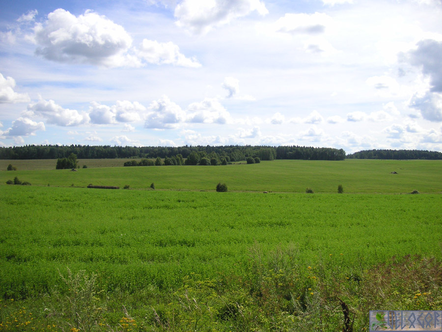поля вдоль дороги