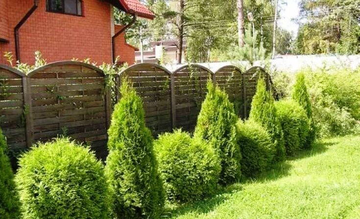 Туи в живой изгороди. https://es.pinterest.com/pin/594123375829593258/